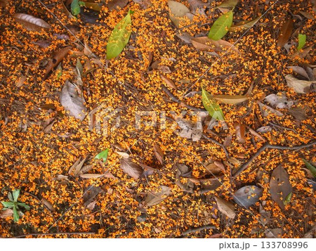 キンモクセイの落花 133708996