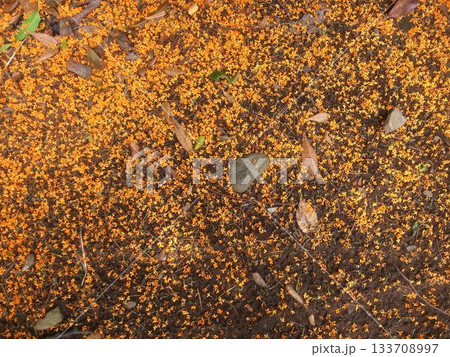 キンモクセイの落花 133708997