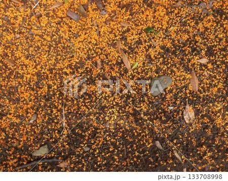 キンモクセイの落花 キンモクセイの落花 133708998