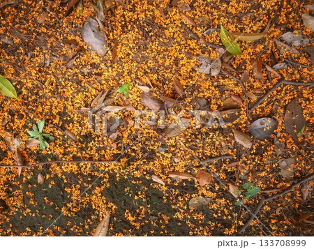 キンモクセイの落花 キンモクセイの落花 133708999