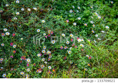 ペラペラヨメナ 133709021