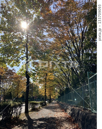 秋の紅葉に染まるメタセコイアの並木道 133709093
