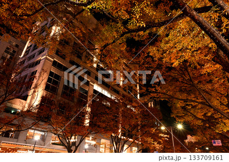 夜の表参道の風景 133709161