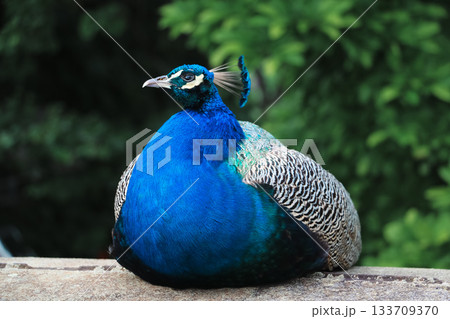 Peacock Resting on Stone Ledge with Iridescent Plumage and Green Foliage Peacock Resting on Stone Ledge with Iridescent Plumage and Green Foliage 133709370