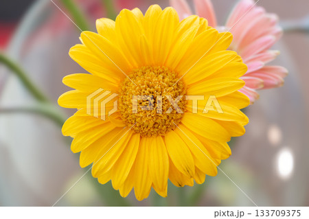 Yellow Daisy Flower with Pink Bloom in Soft Focus Background Yellow Daisy Flower with Pink Bloom in Soft Focus Background 133709375