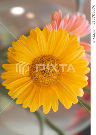 Yellow Gerbera Daisy with Pink Flower in Soft Focus Background Yellow Gerbera Daisy with Pink Flower in Soft Focus Background 133709376