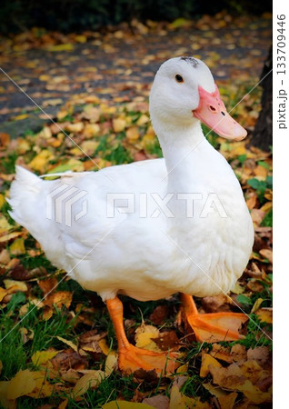 White Duck Standing on Autumn Leaves in Park White Duck Standing on Autumn Leaves in Park 133709446