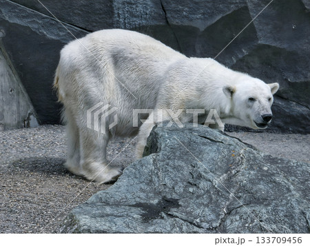 Polar bear standing on rocky surface in zoo habitat 133709456