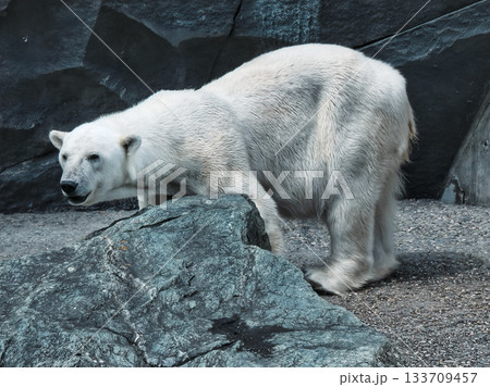 Polar bear standing on rocks in zoo enclosure with naturalistic background Polar bear standing on rocks in zoo enclosure with naturalistic background 133709457