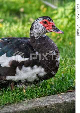 Muscovy duck standing on grass near concrete edge Muscovy duck standing on grass near concrete edge 133709461