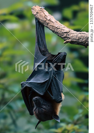 Bat hanging upside down from tree branch in natural habitat Bat hanging upside down from tree branch in natural habitat 133709467