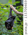 Bat hanging upside down from tree branch in forest habitat 133709469