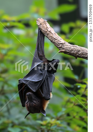 Bat hanging upside down from tree branch in forest habitat Bat hanging upside down from tree branch in forest habitat 133709469