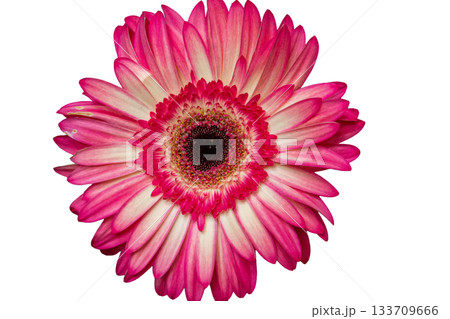 Pink and white gerbera daisy flower close-up with detailed florets 133709666