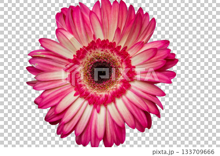 Pink and white gerbera daisy flower close-up with detailed florets 133709666