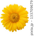 Bright yellow daisy blossom isolated on transparent background 133709679