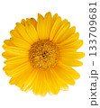 Vibrant yellow daisy flower isolated on transparent background 133709681