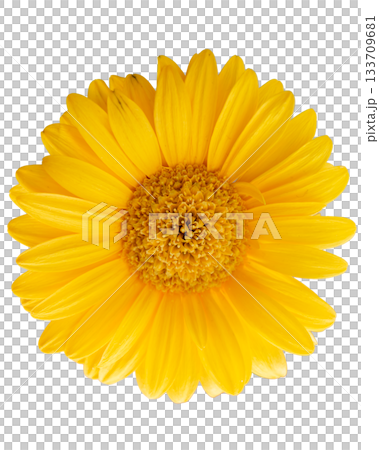 Vibrant yellow daisy flower isolated on transparent background 133709681