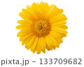 Detailed yellow daisy flower isolated on transparent background 133709682