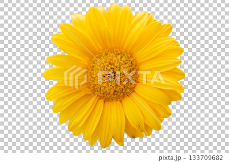 Detailed yellow daisy flower isolated on transparent background Detailed yellow daisy flower isolated on transparent background 133709682
