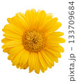 Bright yellow daisy flower isolated 133709684