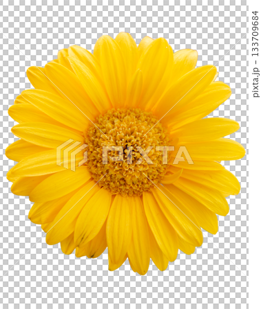 Bright yellow daisy flower isolated Bright yellow daisy flower isolated 133709684