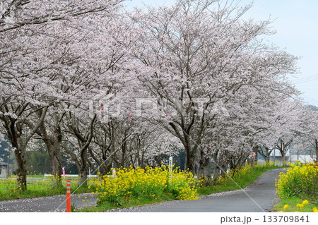 永野駅跡の桜 永野駅跡の桜 133709841