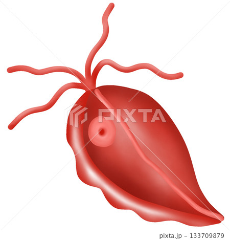 Trichomonas Vaginalis, protozoan that causes disease in the female vagina 133709879