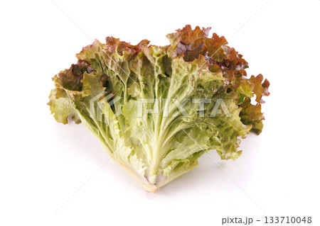 新鮮なサニーレタス 133710048