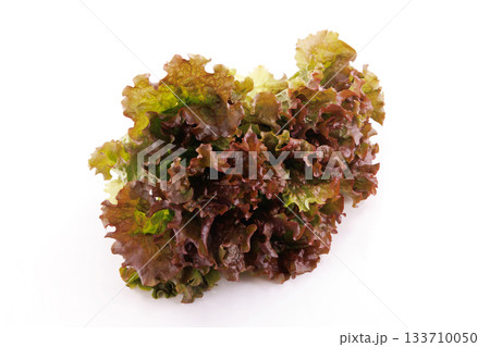 新鮮なサニーレタス 133710050