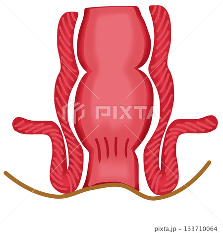 Anatomy of the Rectum and Anus, Human Digestive System Diagram, hand drawn watercolor illustration 133710064