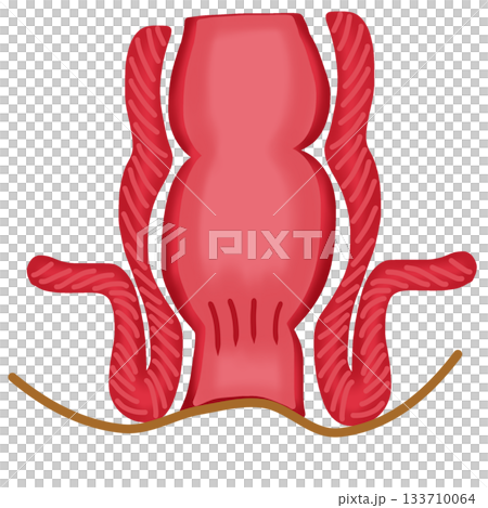 Anatomy of the Rectum and Anus, Human Digestive System Diagram, hand drawn watercolor illustration 133710064