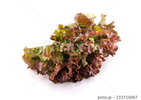 新鮮なサニーレタス 133710067