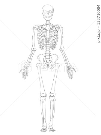 全身骨格図　Full-body skeleton diagram 133710084