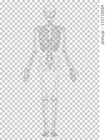 全身骨格図　Full-body skeleton diagram 133710084
