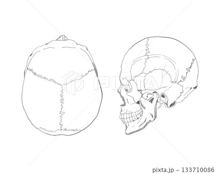 頭蓋骨上面・左側面　Cranial bones 133710086