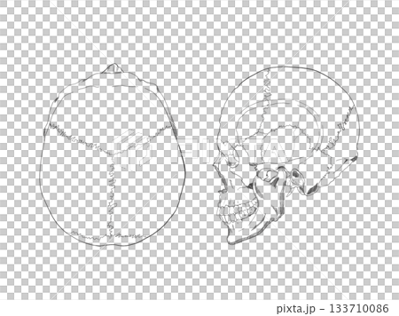 頭蓋骨上面・左側面　Cranial bones 133710086