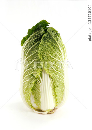新鮮な白菜 新鮮な白菜 133710104