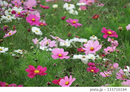 コスモスの花畑 コスモスの花畑 133710194
