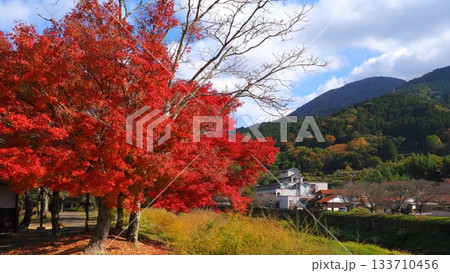 津和野の紅葉1 133710456
