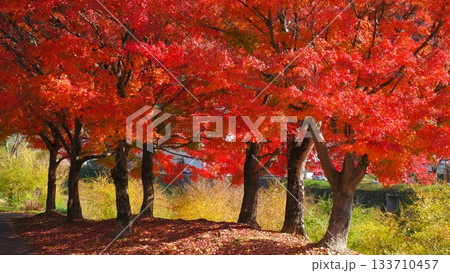 津和野の紅葉2 133710457