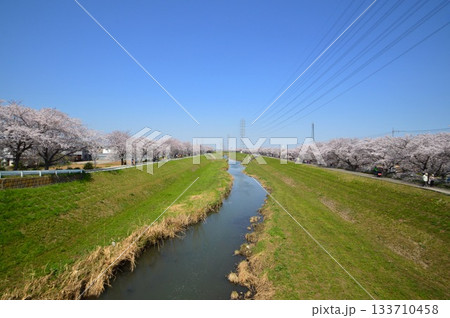 渋田川 満開 桜並木 桜 平塚 渋田川 満開 桜並木 桜 平塚 133710458