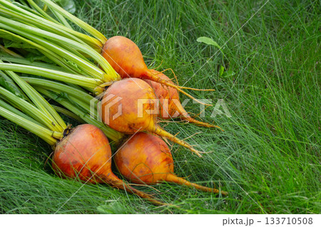 Bunch of harvested orange beets with foliage on the green grass. 133710508
