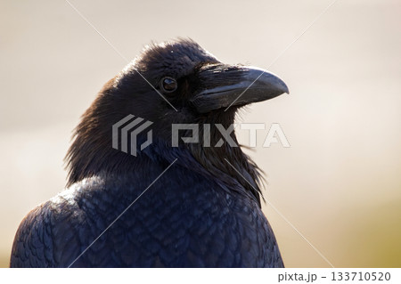 Head of a beautiful black raven in a sunny day, side view. Head of a beautiful black raven in a sunny day, side view. 133710520