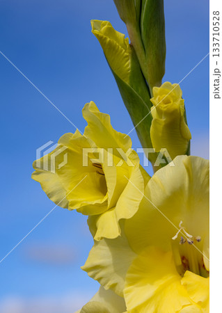 Yellow gladiolus with buds and leaves on a branch on the blue background. 133710528