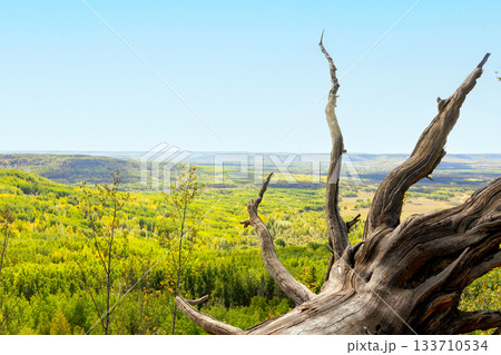 Root of the tree on the top of the hill, with a view to the forest down. 133710534