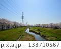 渋田川　桜並木　満開　平塚　桜 133710567