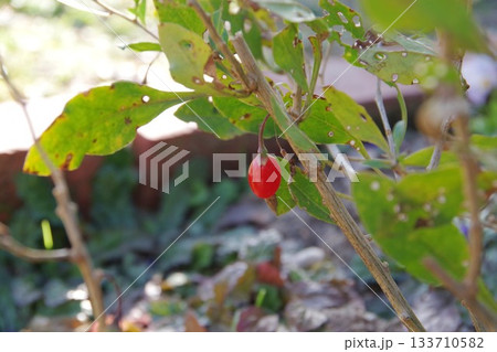 赤い実をつけた枸杞 133710582