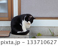 顔を洗う猫 133710627