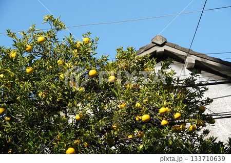 秋の東京下町、古民家の夏みかん 133710639